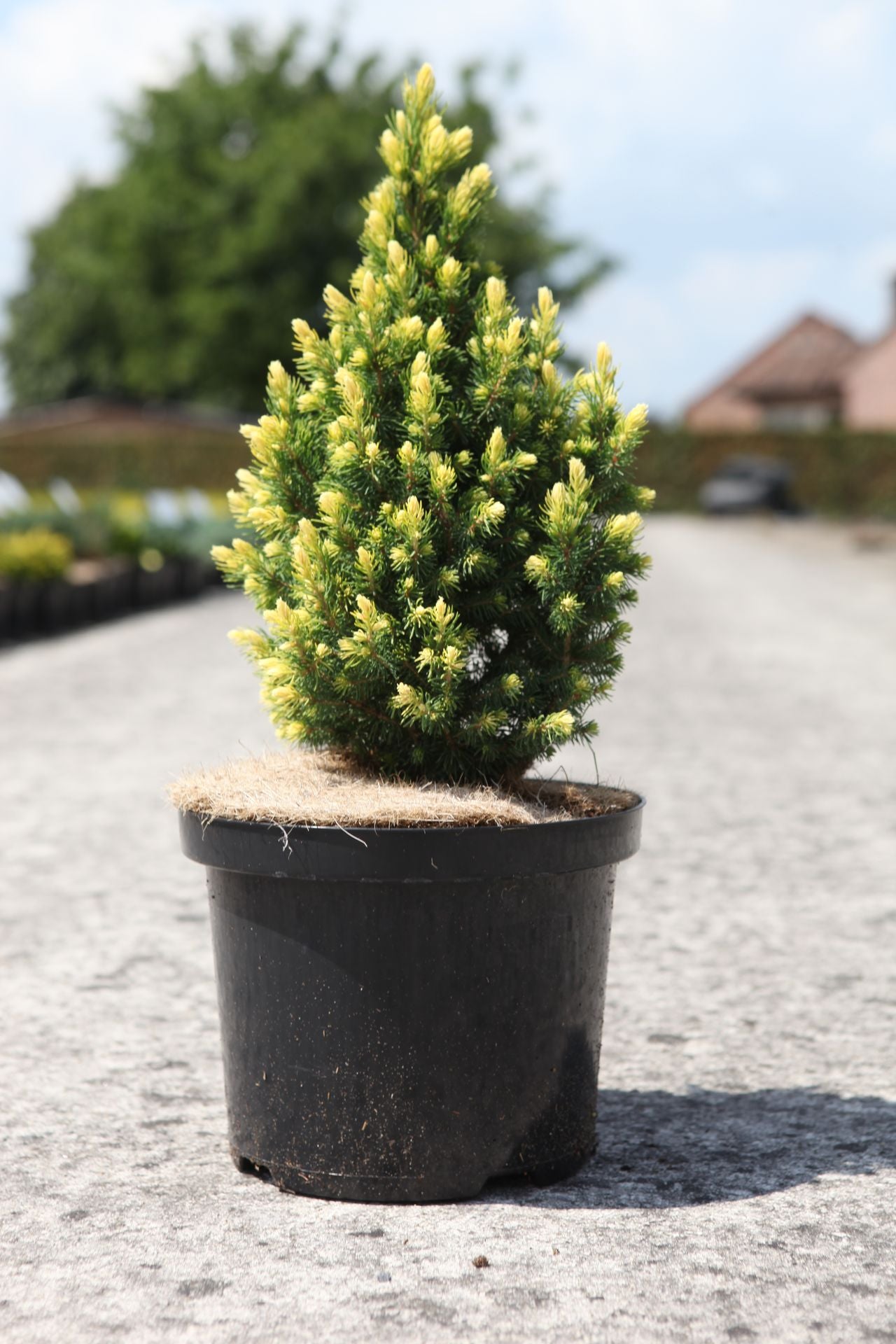 Picea glauca 'Rainbow's end'