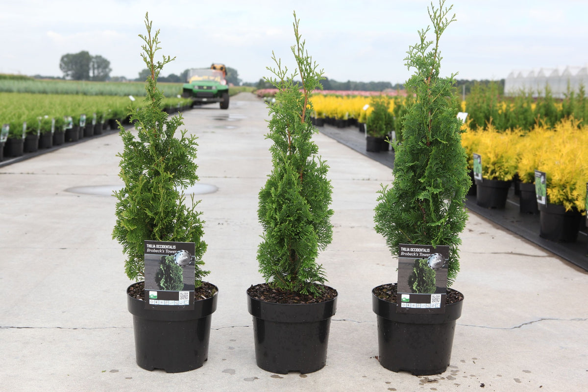 Thuja occidentalis 'Brobecks Tower'