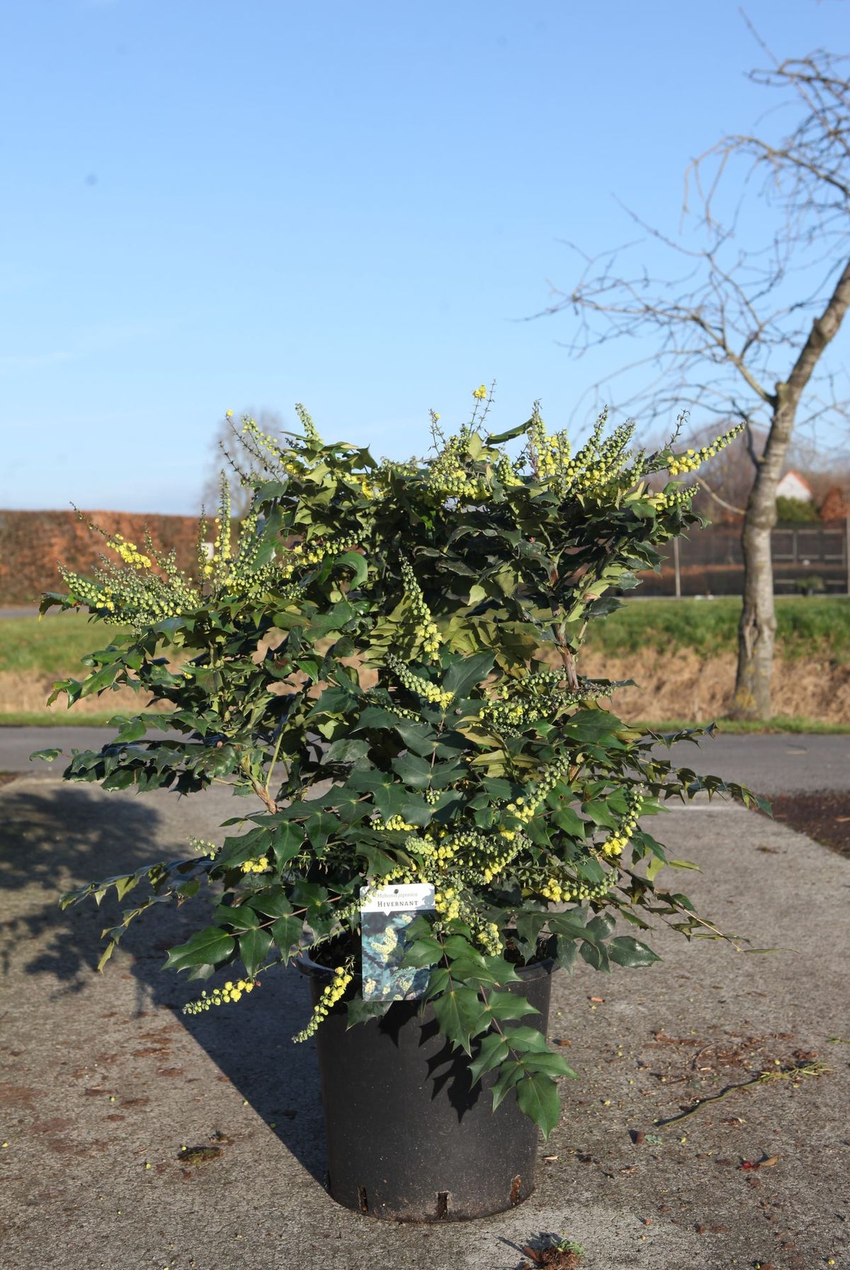 Mahonia japonica 'Hivernant'