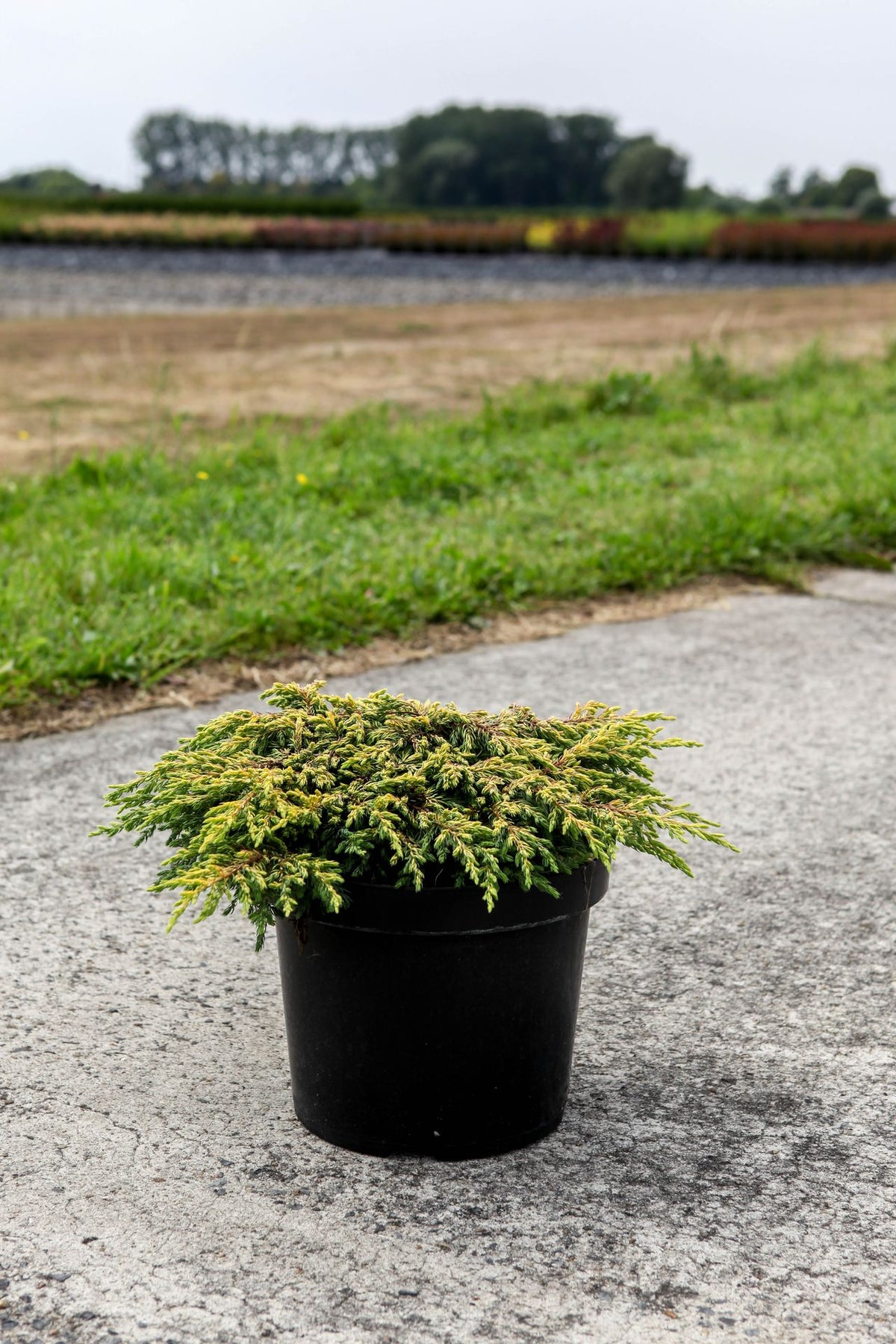 Juniperus chinensis 'Goldschatz'