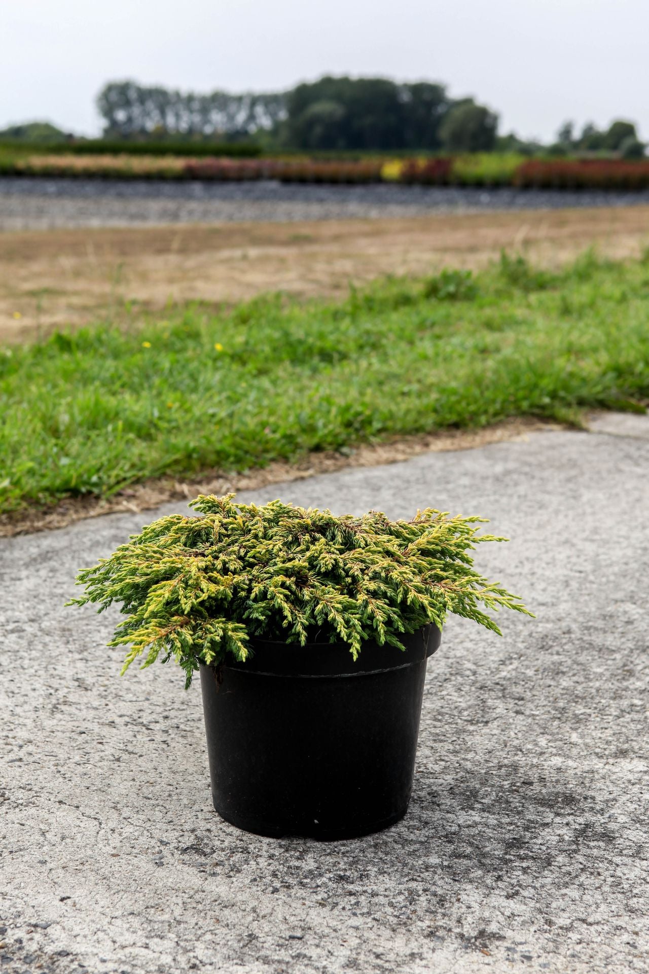 Juniperus chinensis 'Goldschatz'