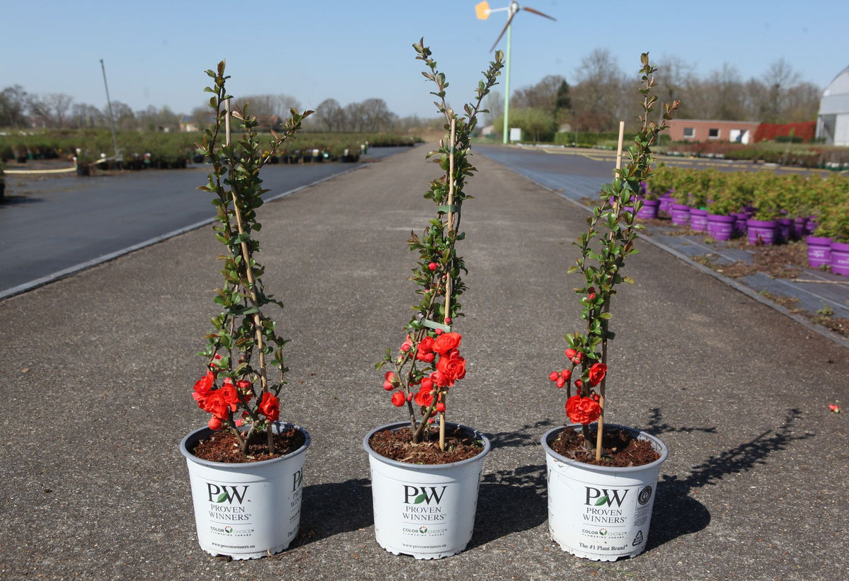 Chaenomeles speciosa Proven Winners© 'Orange Storm' (PBR)