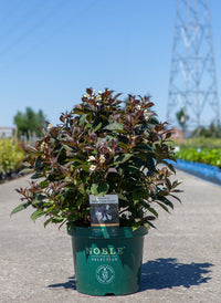 Weigela florida EBONY AND IVORY (PBR)