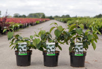 Viburnum plicatum 'Popcorn'