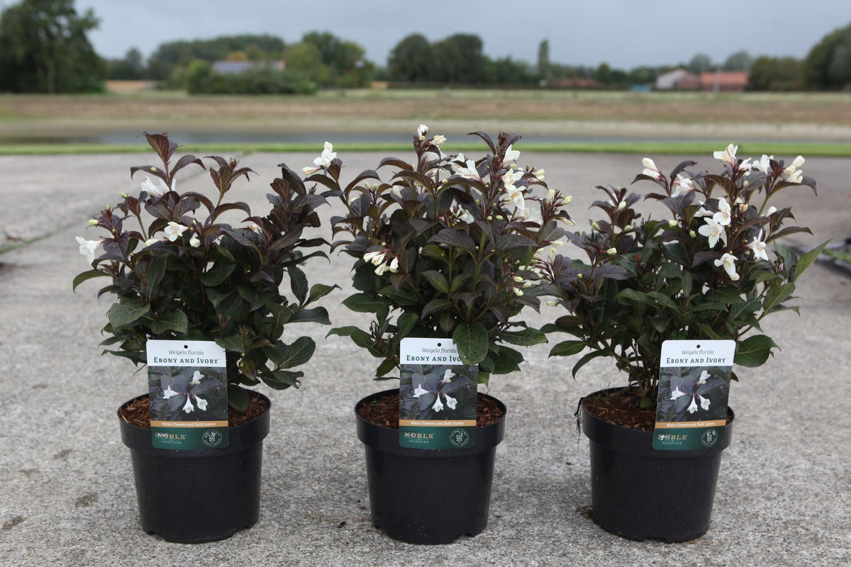 Weigela florida EBONY AND IVORY (PBR)