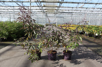 Vitex agnus-castus First Editions© 'Flip Side©'