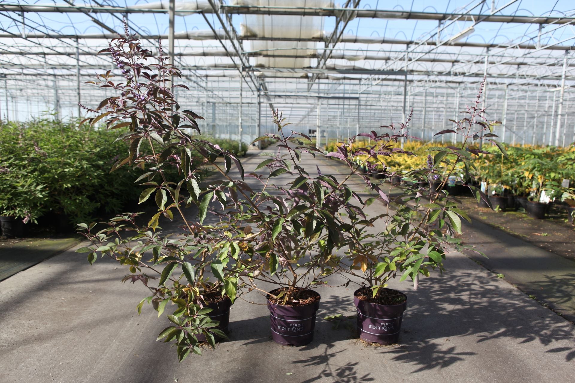 Vitex agnus-castus First Editions© 'Flip Side©'