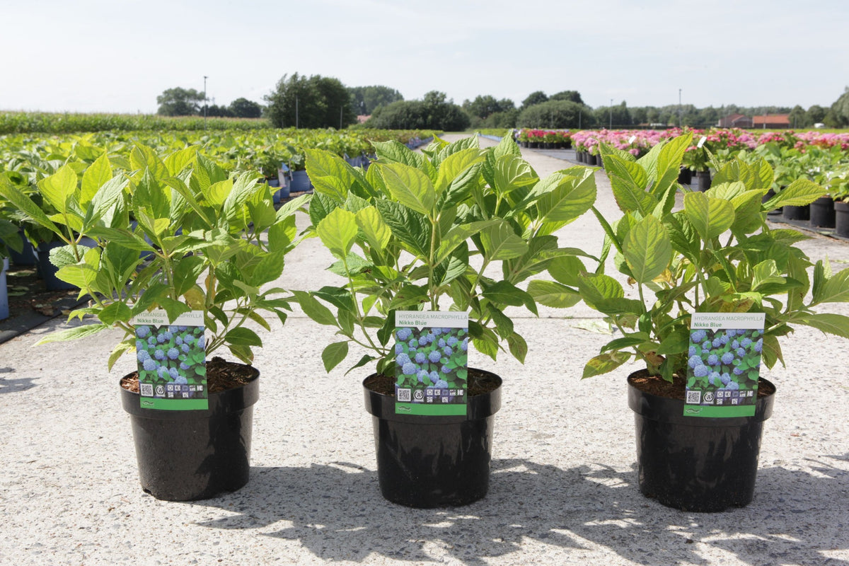 Hydrangea macrophylla ‘Nikko Blue’ compact plants with fresh green growth, well-known blue mophead hydrangea
