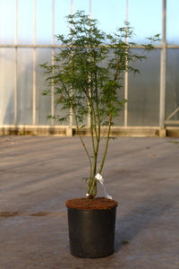 Acer palmatum 'Seiryu'