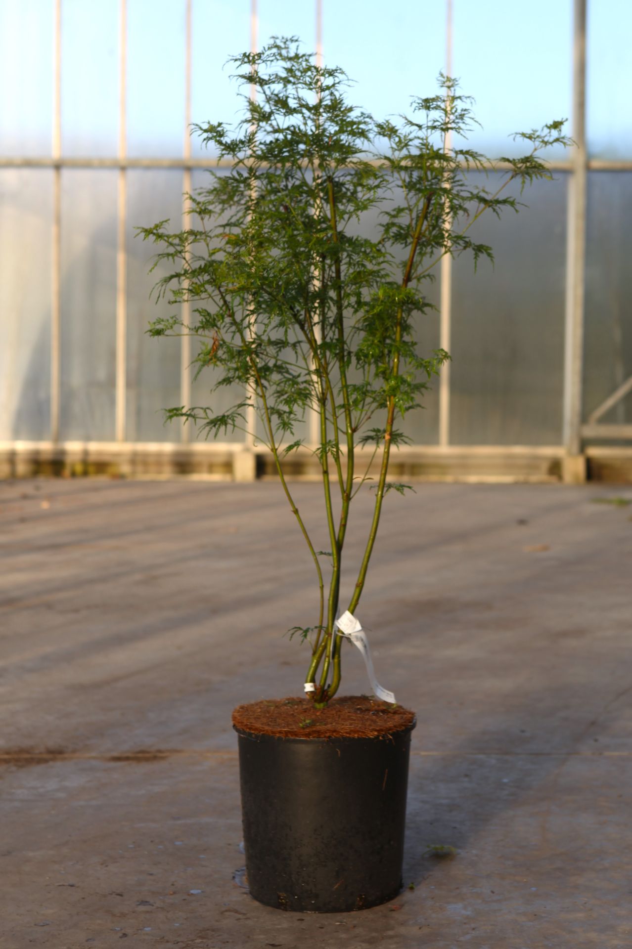 Acer palmatum 'Seiryu'