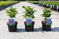 Hydrangea macrophylla ‘Blaumeise’ blue lacecap hydrangea in pots with healthy green foliage before flowering