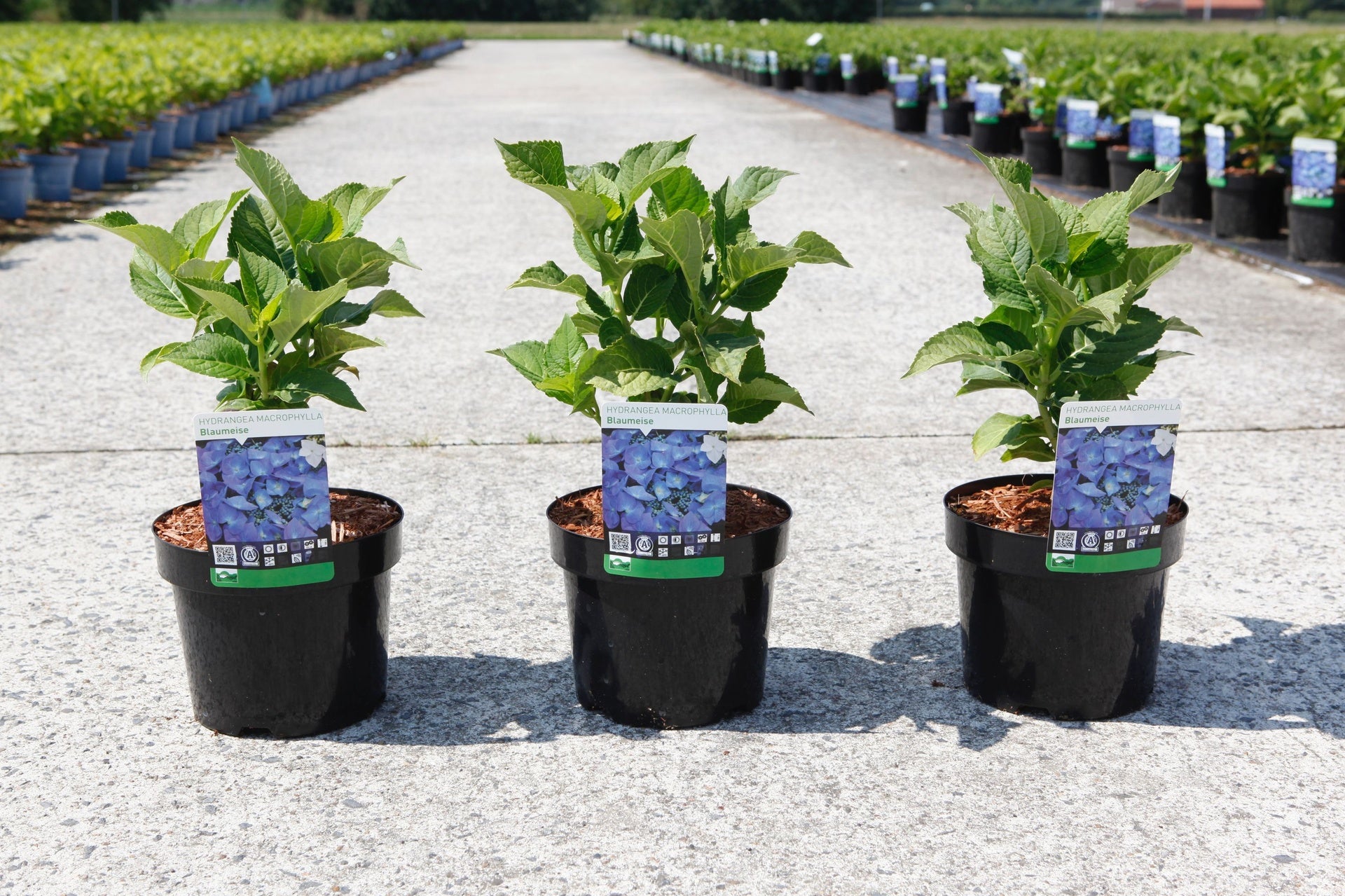 Hydrangea macrophylla ‘Blaumeise’ blue lacecap hydrangea in pots with healthy green foliage before flowering