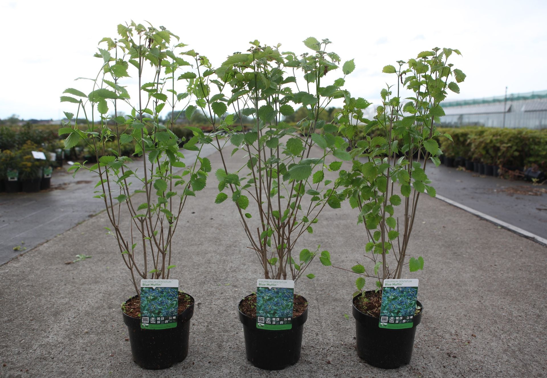 Viburnum dentatum BLUE MUFFIN©
