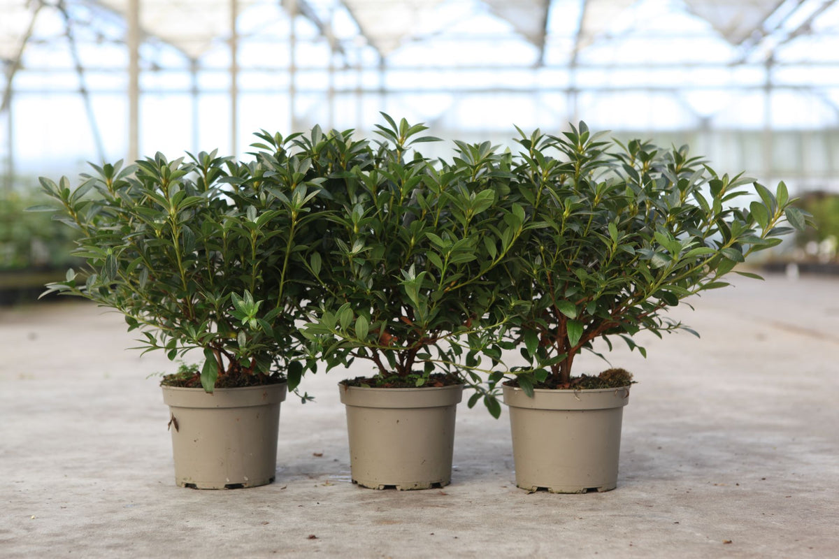 Azalea japonica 'Blaue Donau'