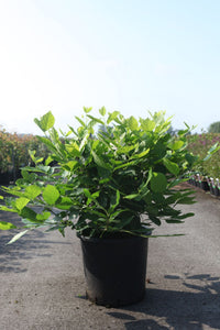 Calycanthus 'Venus'