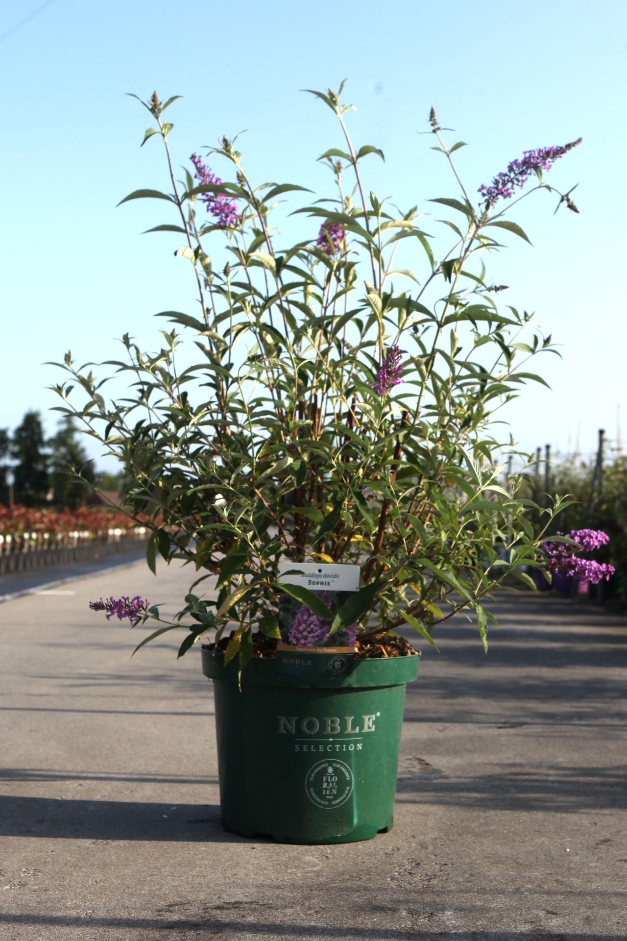 Buddleja davidii 'Sophie' (PBR)