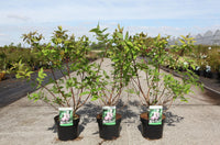 Deutzia hybrida 'Strawberry Fields'