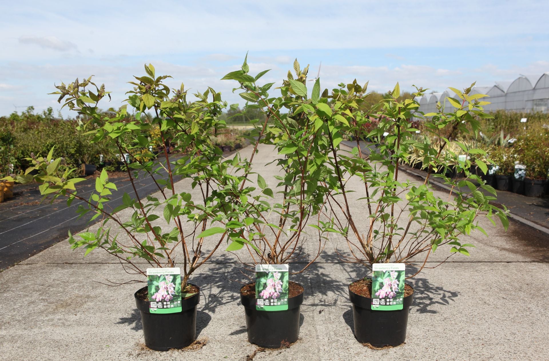 Deutzia hybrida 'Strawberry Fields'