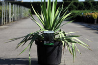 Yucca filamentosa