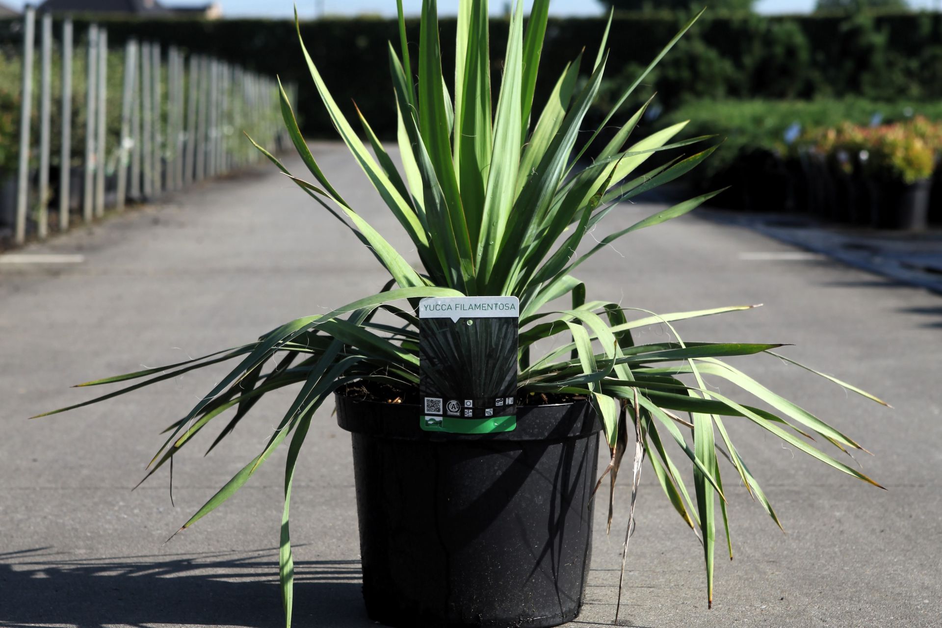 Yucca filamentosa