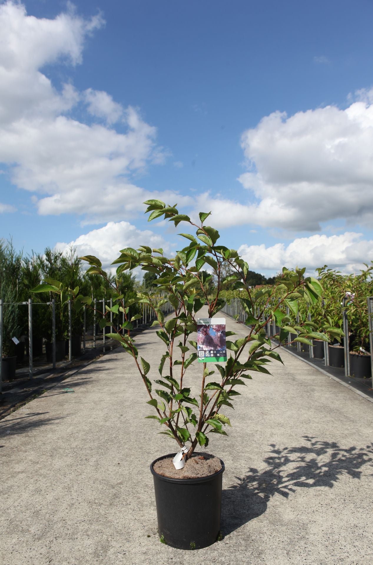 Prunus 'Accolade'
