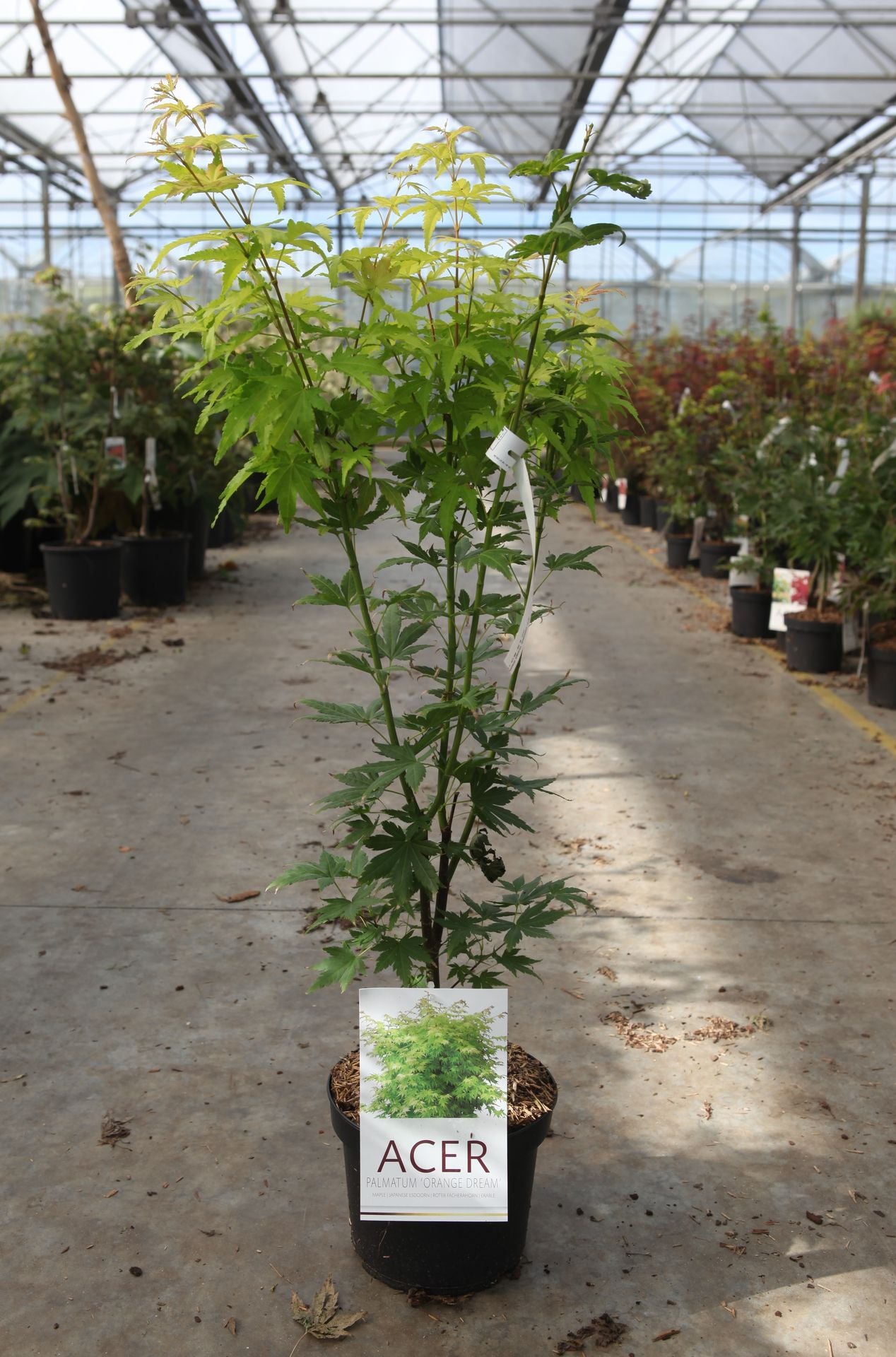 Acer palmatum 'Orange Dream'