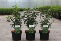 Prunus (L) lusitanica 'Angustifolia'