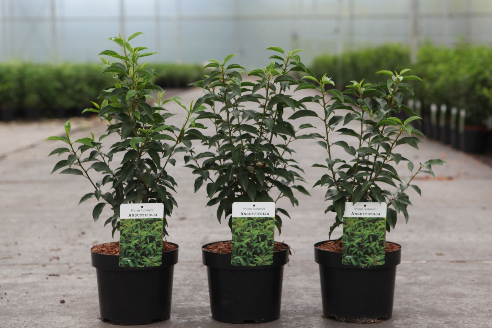 Prunus (L) lusitanica 'Angustifolia'