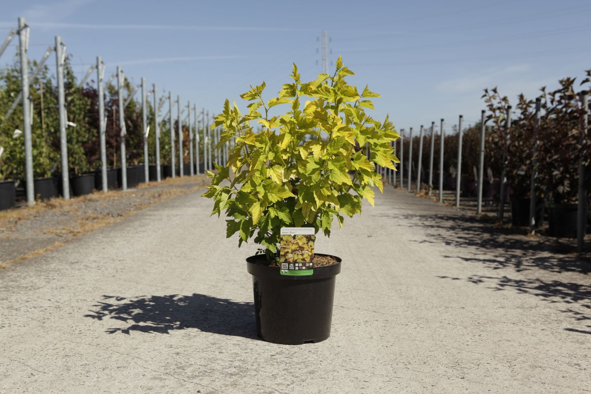 Physocarpus opulifolius ANGEL GOLD (PBR)