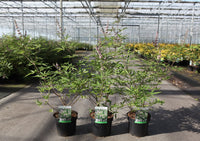 Vitex agnus-castus 'Pink Pinnacle'