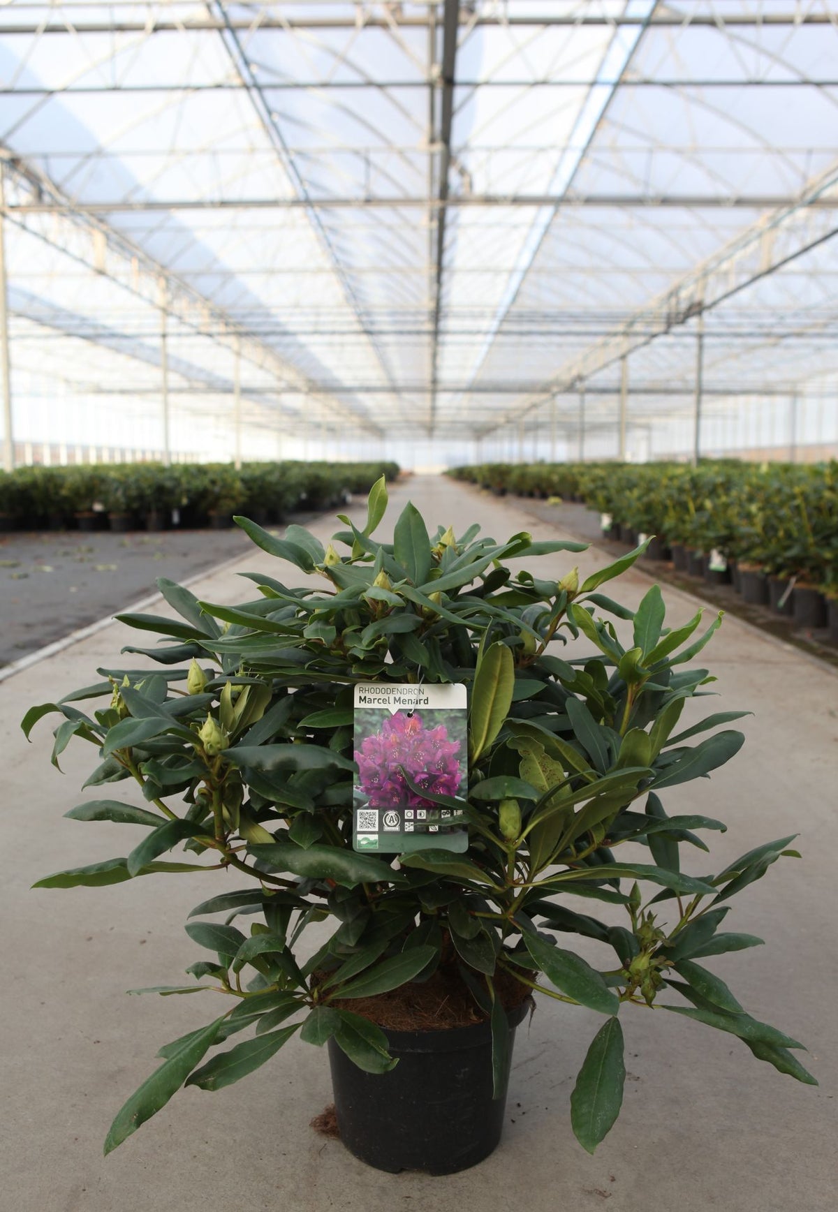 Rhododendron 'Marcel Menard'