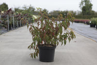 Stachyurus chinensis 'Joy Forever'