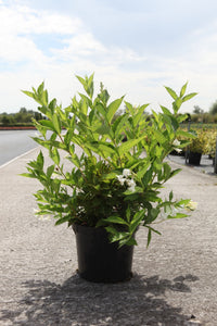 Weigela 'Bristol Snowflake'