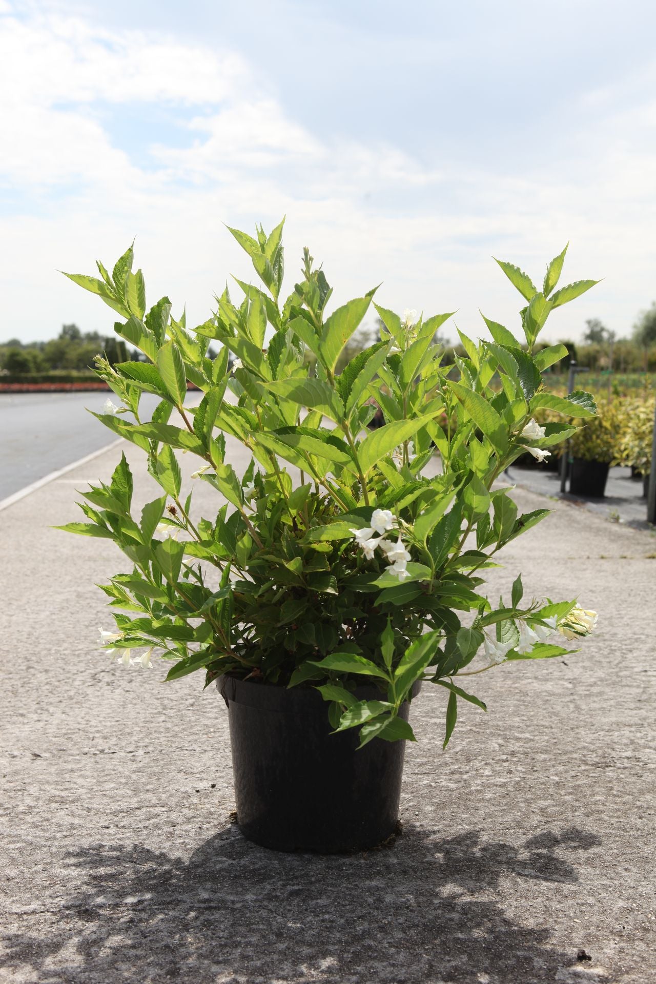 Weigela 'Bristol Snowflake'