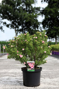 Potentilla fruticosa PINK PARADISE (PBR)