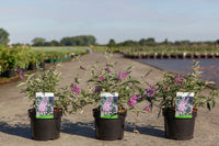 Buddleja davidii 'Sophie' (PBR)