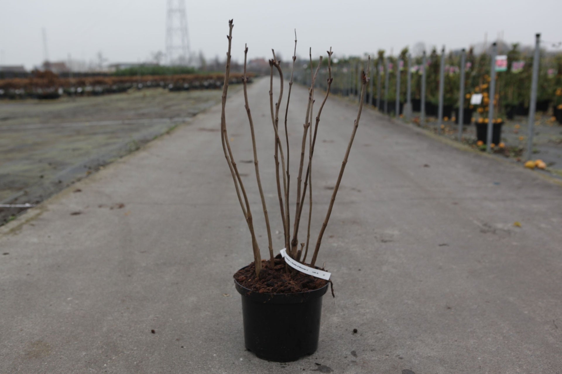 Syringa vulgaris 'Beauty of Moscow'
