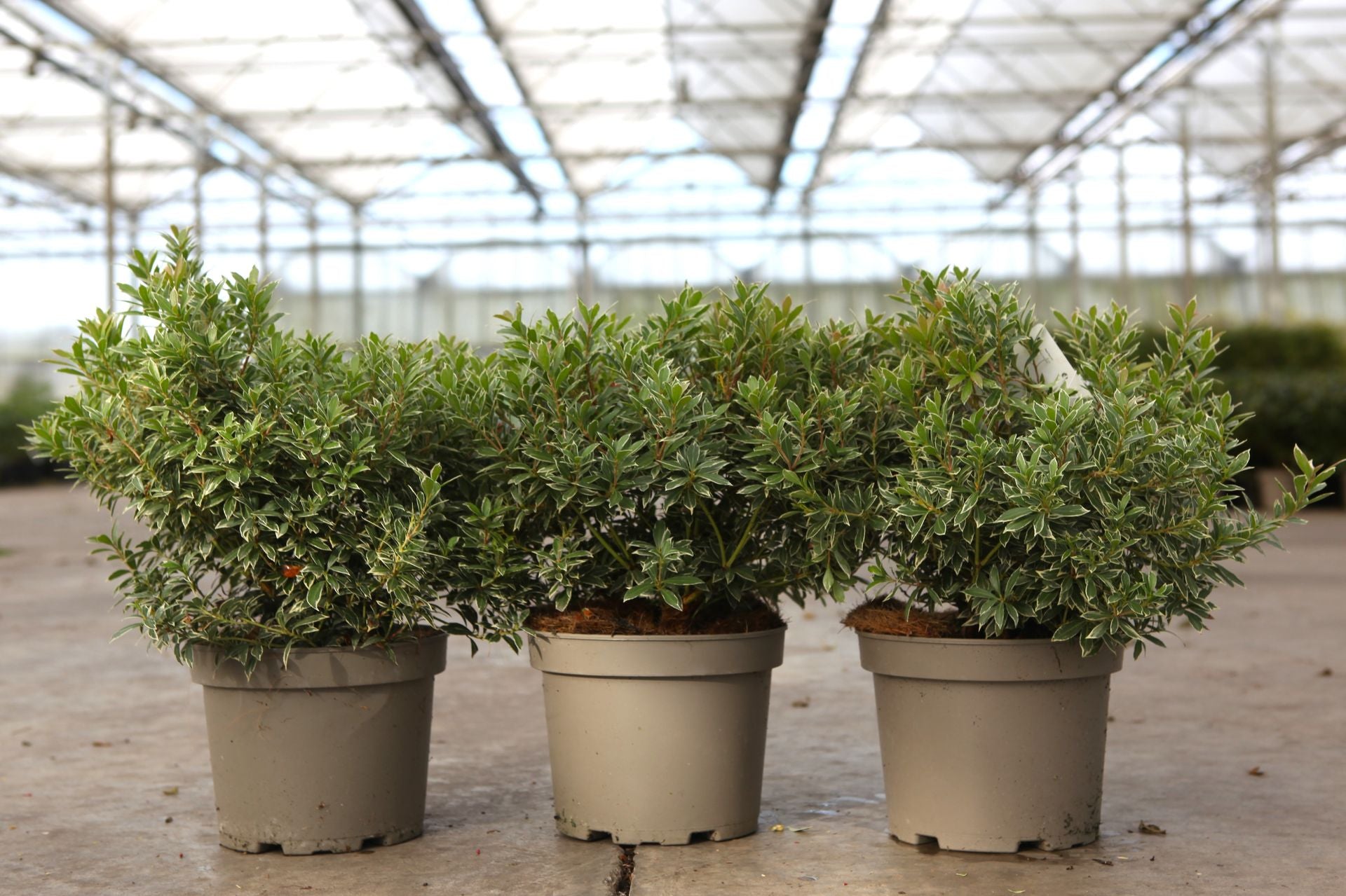 Pieris japonica 'Little Heath'