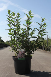 Deutzia hybrida 'Mont Rose'