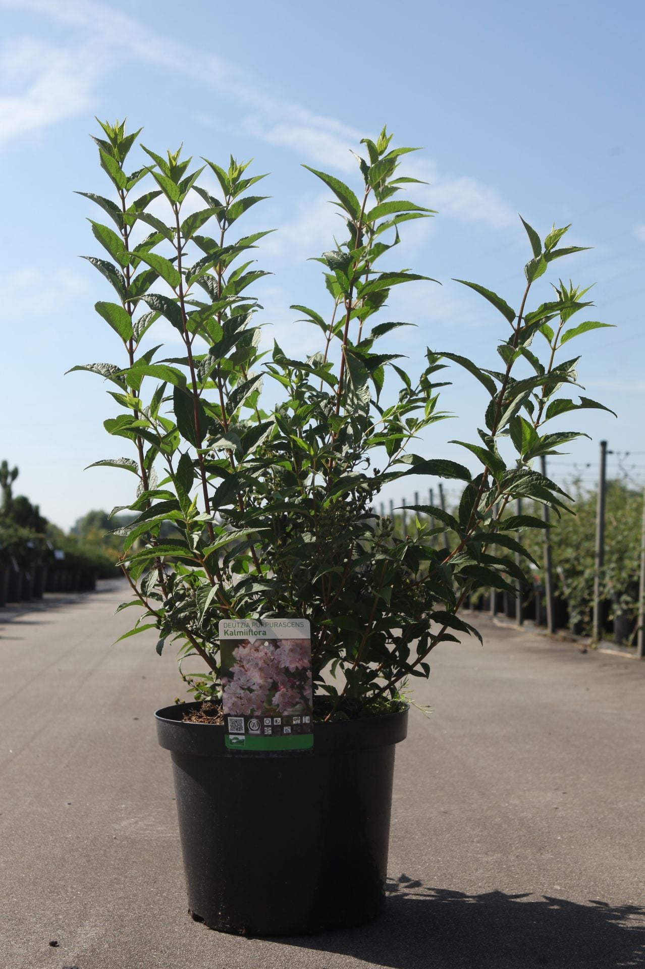 Deutzia hybrida 'Mont Rose'
