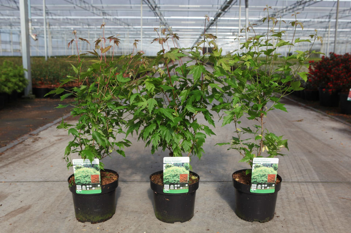 Acer ginnala 'Bailey Compact©'