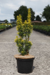 Taxus baccata 'David'