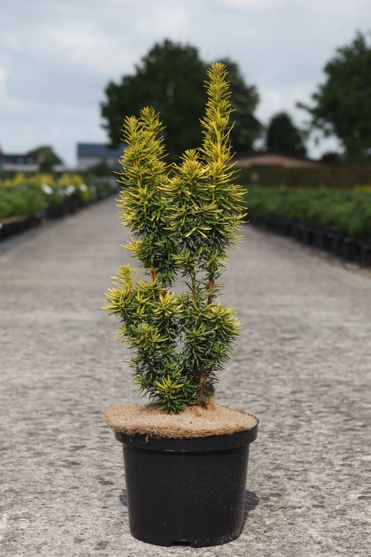 Taxus baccata 'David'