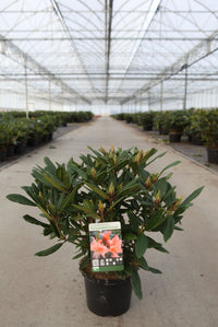 Rhododendron 'Tortoiseshell Orange'