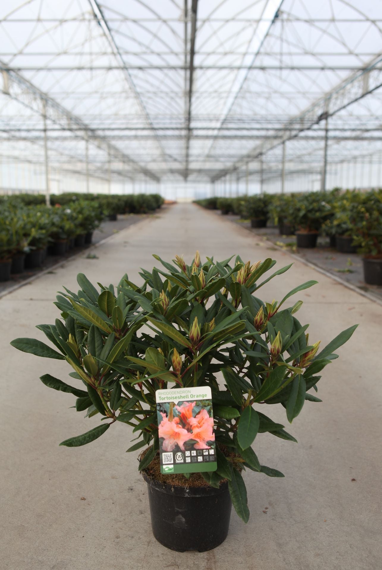 Rhododendron 'Tortoiseshell Orange'