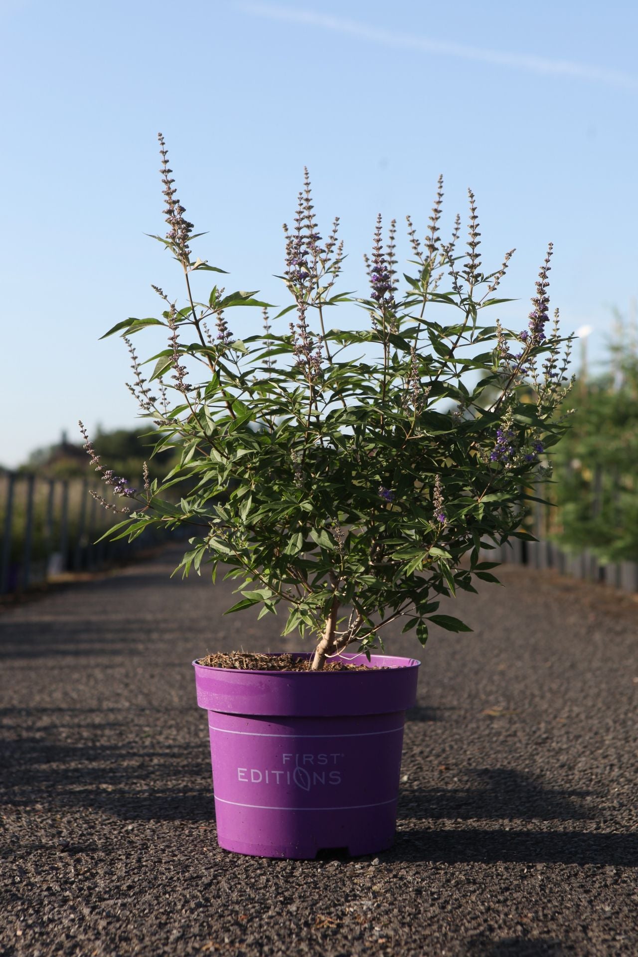 Vitex agnus-castus First Editions© QUEEN BEE (PBR)