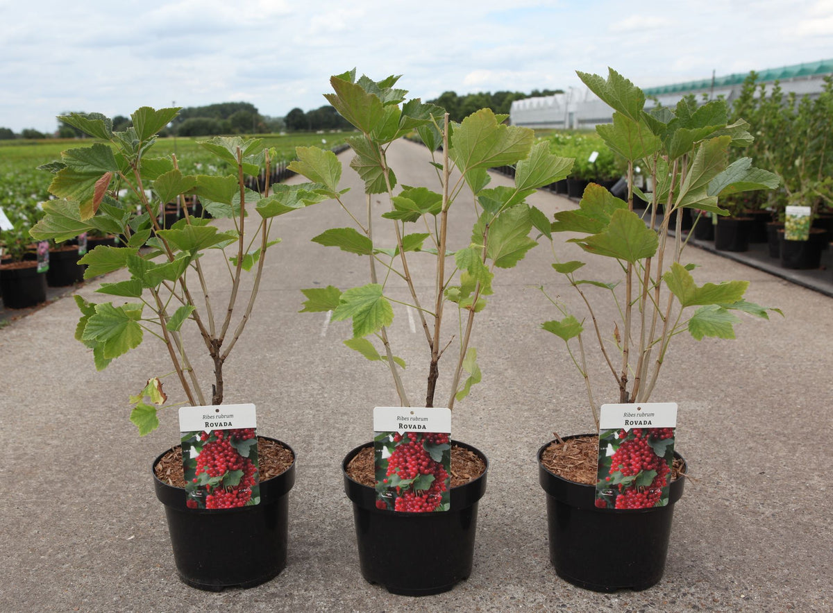 Ribes rubrum 'Rovada'