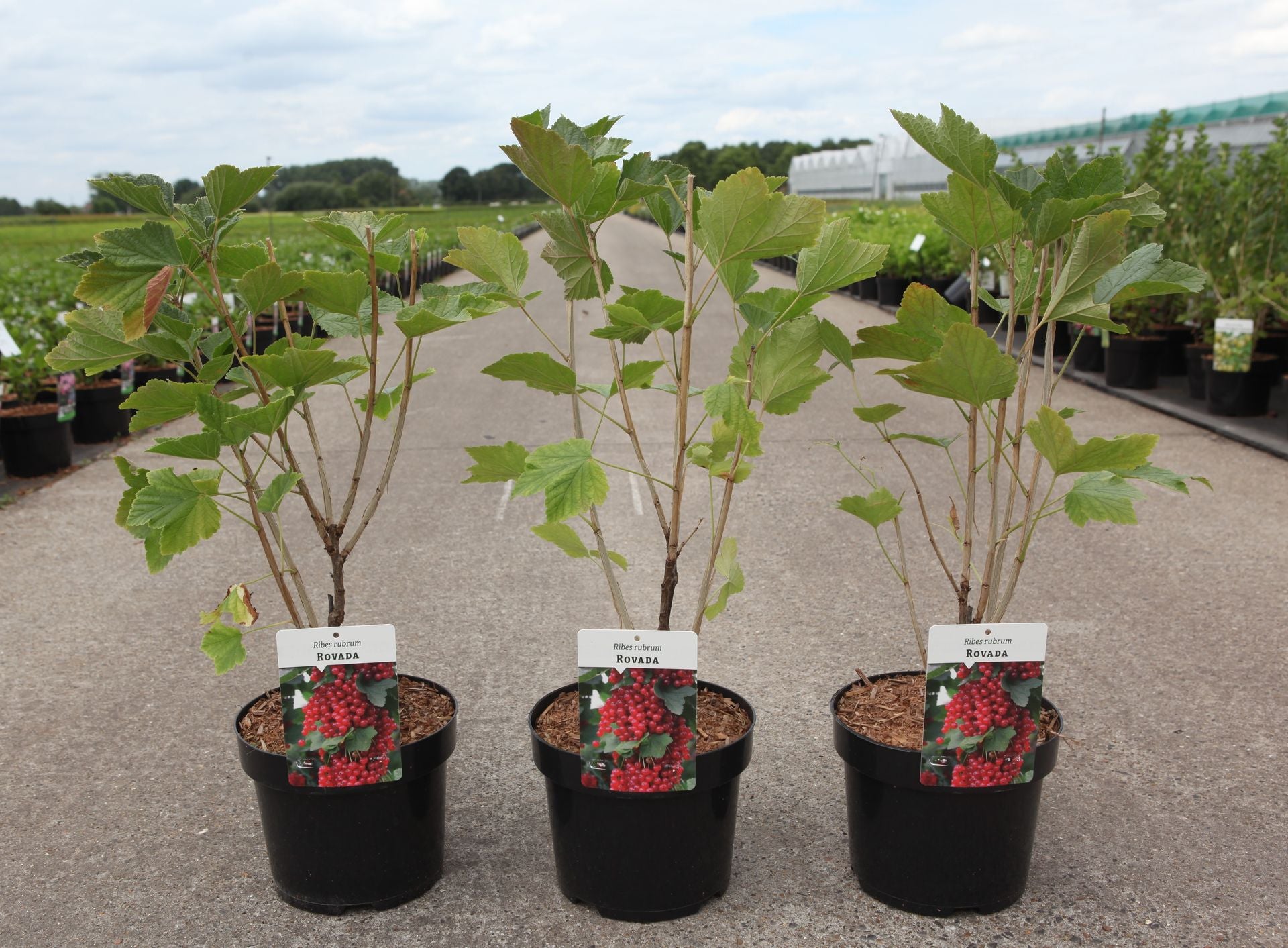Ribes rubrum 'Rovada'