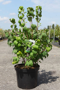 Philadelphus 'Virginal'