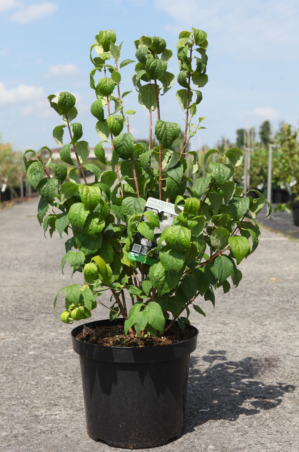 Philadelphus 'Virginal'